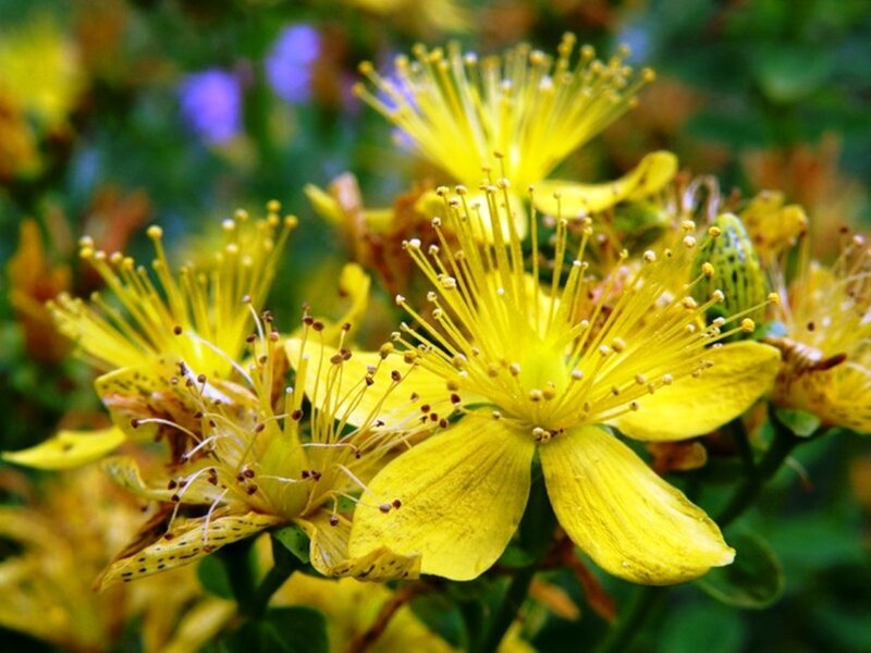 Yellow St John's Wort Flowers — Natural
