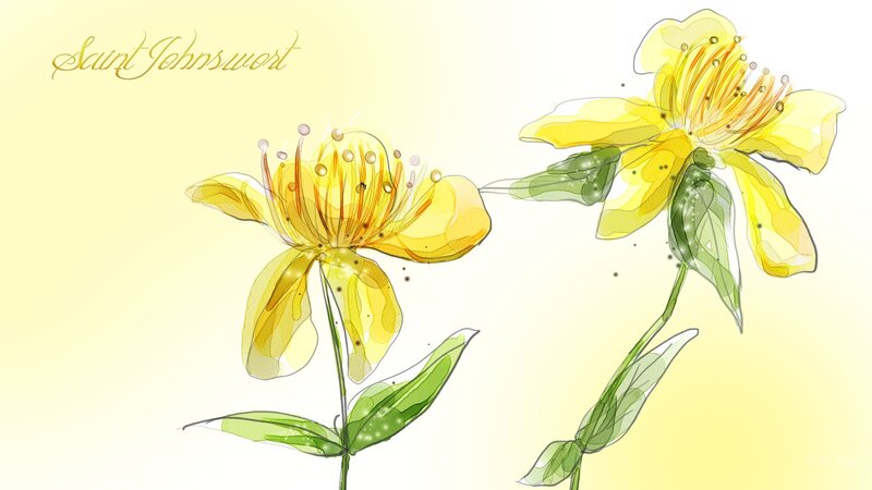 Yellow St John's Wort Flowers