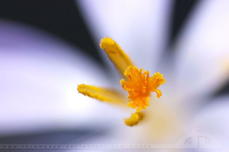 Yellow Stamen of Flower
