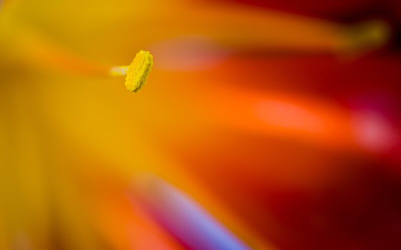 Yellow Stamen of Flower — Vibrant