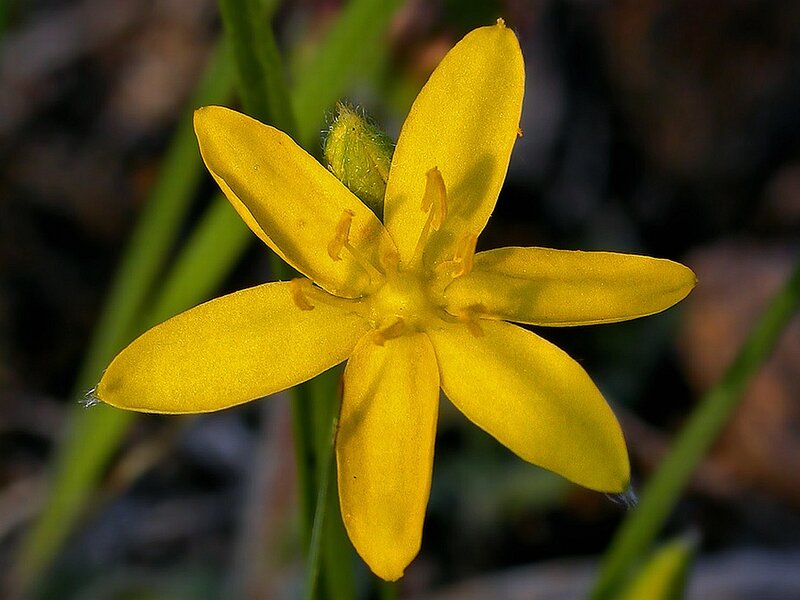 Yellow Star-shaped Flower