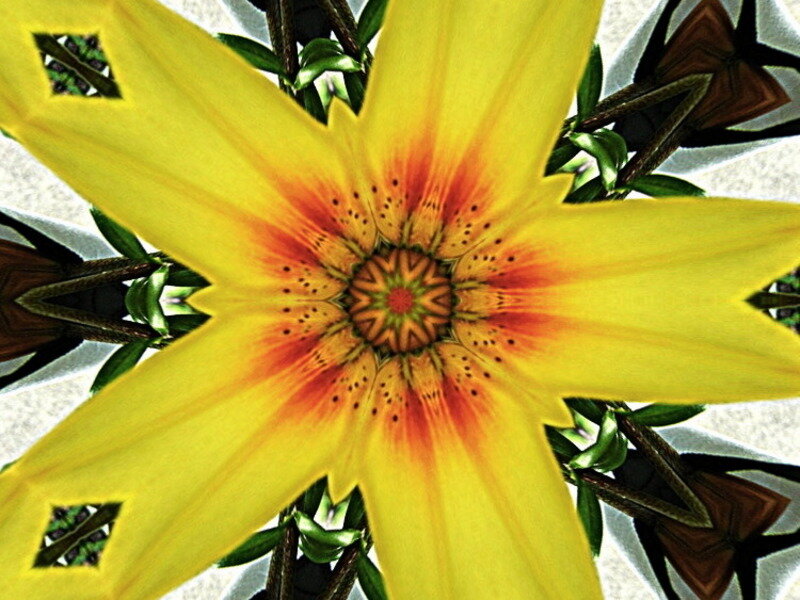 Yellow Star-shaped Flower — Vibrant