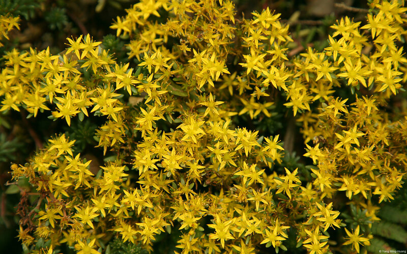 Yellow Star-shaped Flowers — Natural