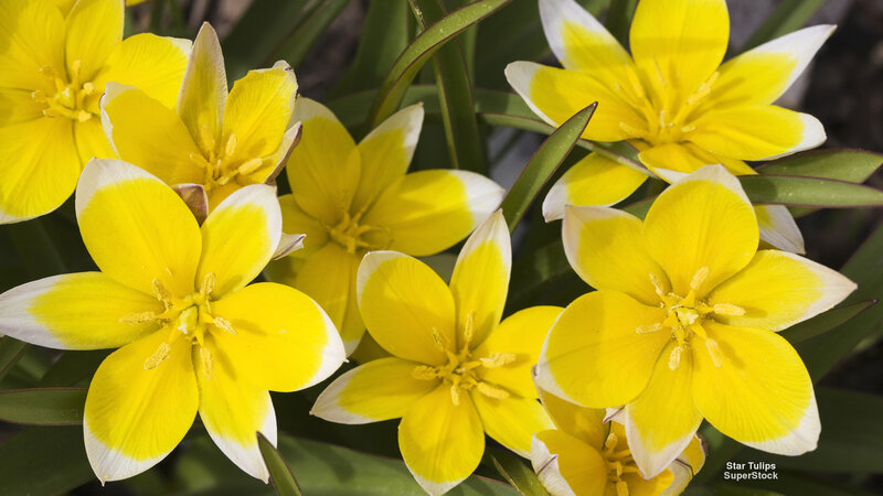 Yellow Star Tulips