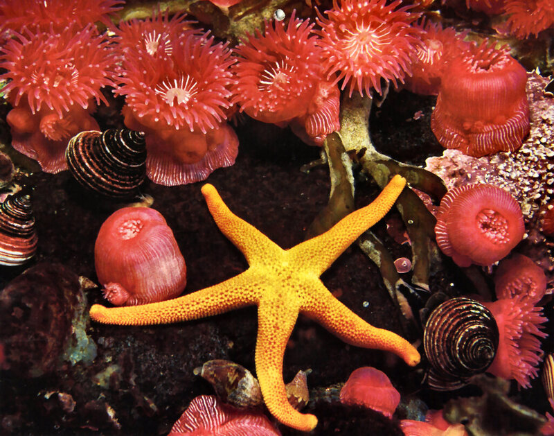 Yellow Starfish on Reef