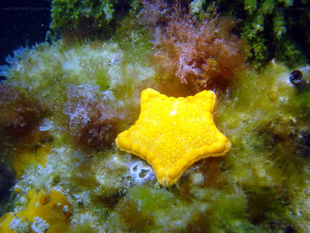 Yellow starfish on seaweed