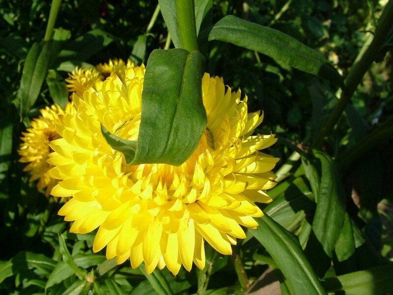 Yellow Strawflower — Bright