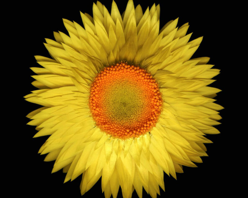 Yellow Strawflower — Calm