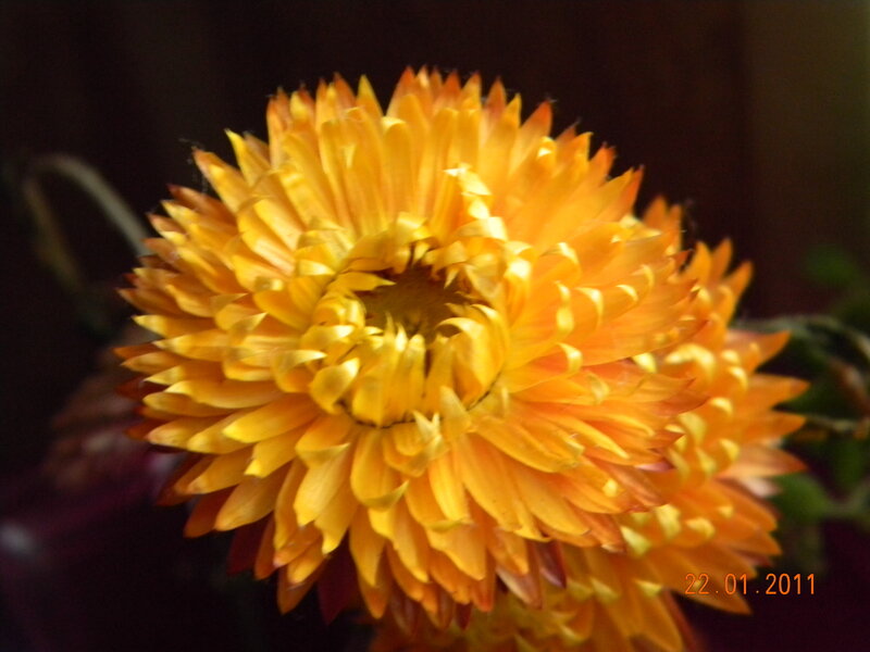 Yellow Strawflower