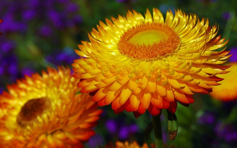 Yellow Strawflower — Vibrant