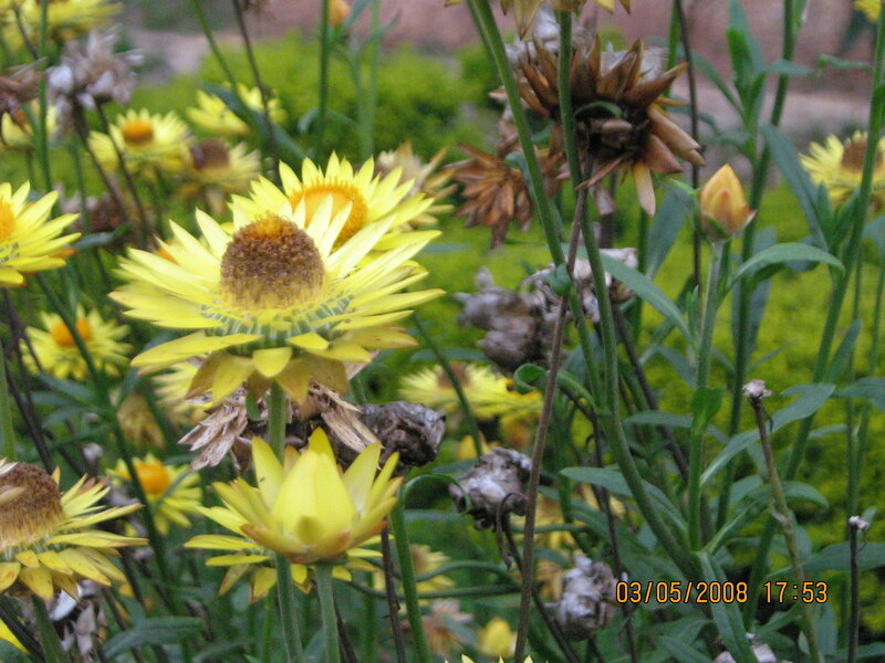 Yellow Strawflowers in Garden — Natural