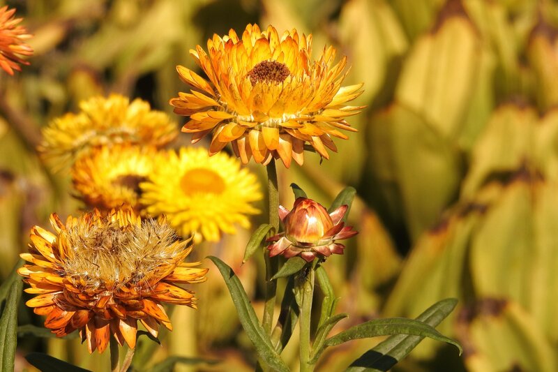 Yellow Strawflowers in Garden