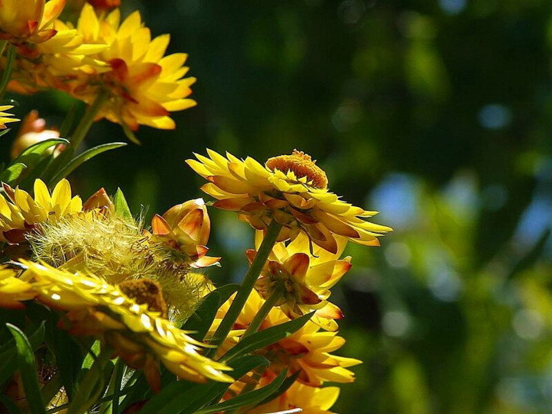 Yellow Strawflowers in Sunlight