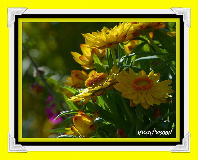 Yellow Strawflowers