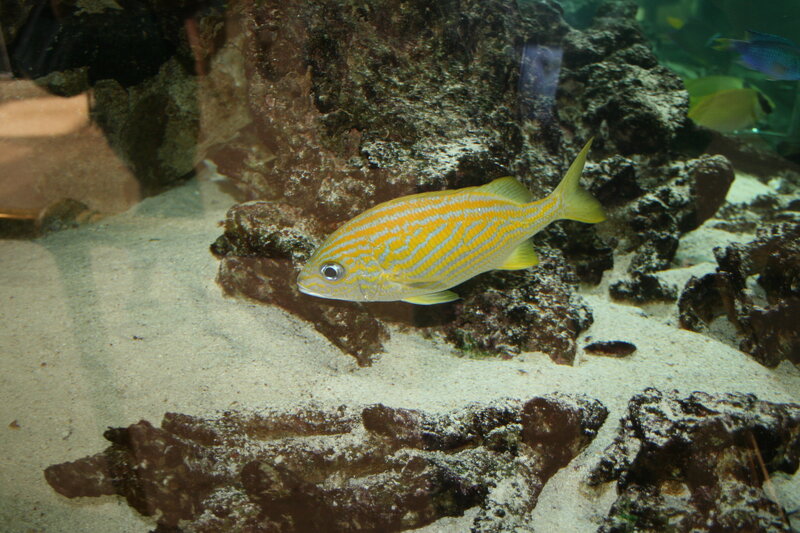 Yellow Striped Fish