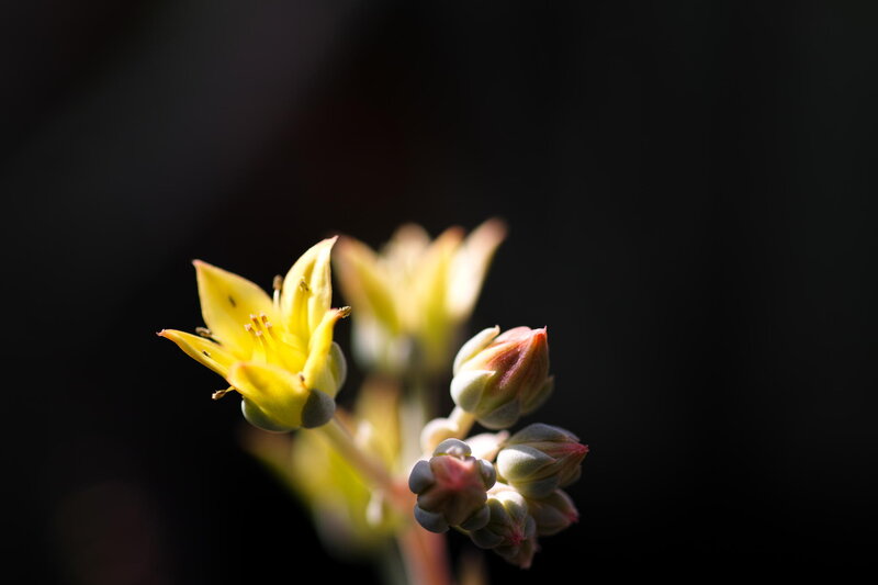 Yellow Succulent Flower