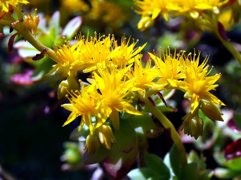 Yellow Succulent Flowers — Bright