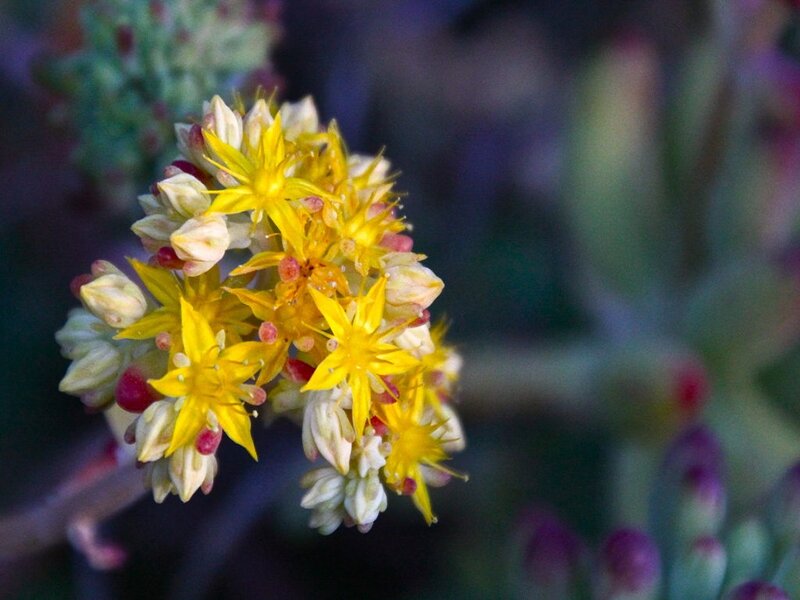 Yellow Succulent Flowers — Calm, Photograph, Buds