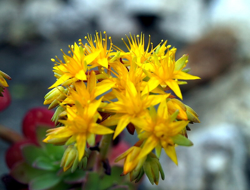 Yellow Succulent Flowers — Calm, Photograph