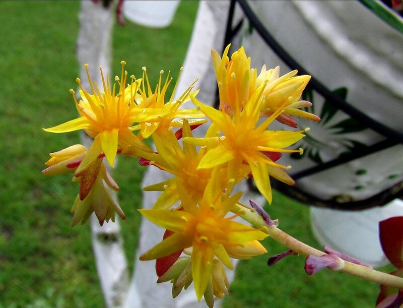 Yellow Succulent Flowers — Calm