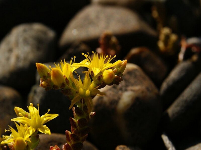 Yellow Succulent Flowers — Dramatic