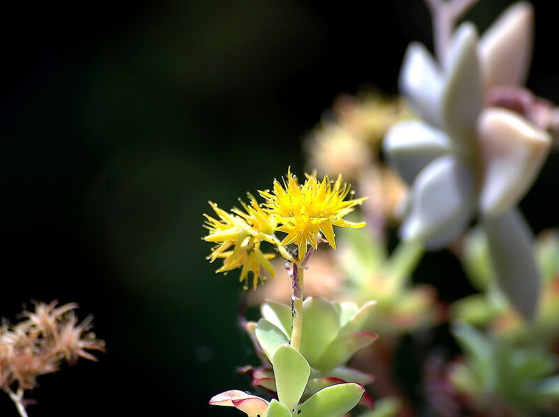 Yellow Succulent Flowers — Serene