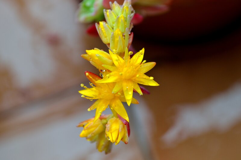 Yellow succulent flowers