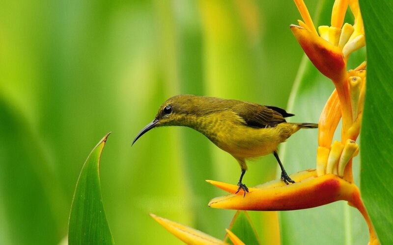 Yellow Sunbird on Flower — Green, Serene