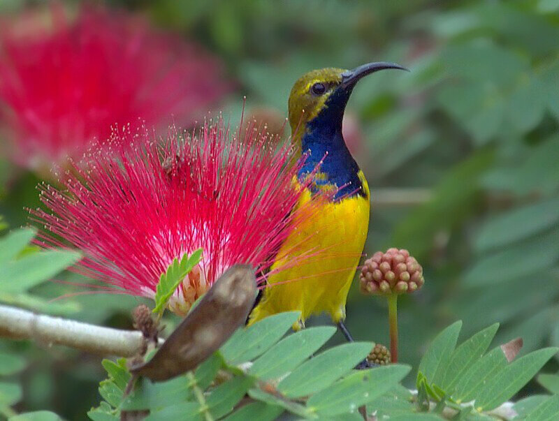 Yellow Sunbird on Flower