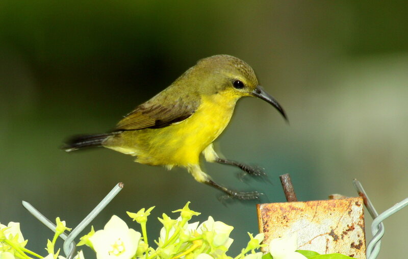 Yellow Sunbird Perched