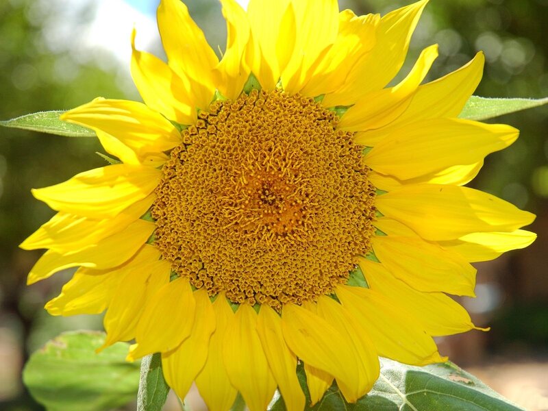 Yellow Sunflower Bloom — Bright