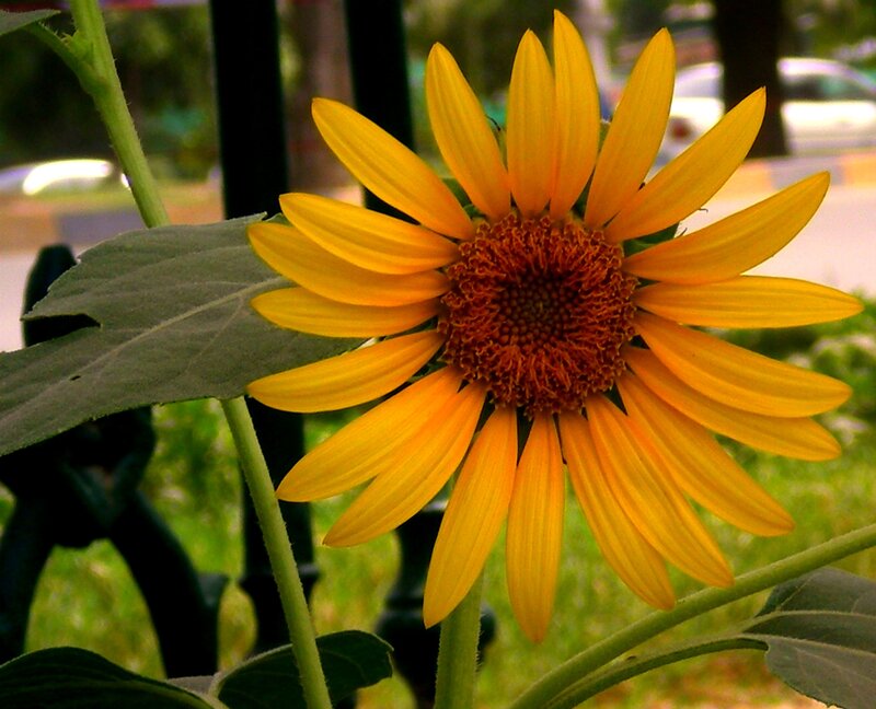 Yellow Sunflower Bloom — Calm, Afternoon, Photograph, Leaf