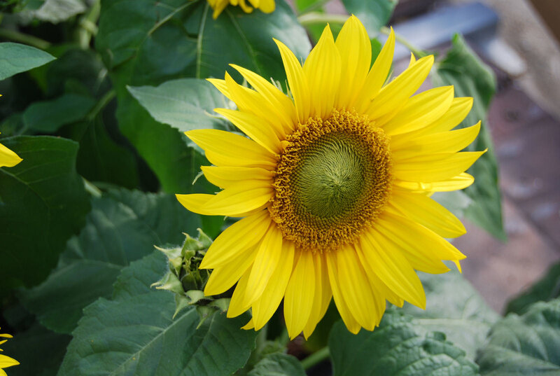 Yellow Sunflower Bloom — Calm, Afternoon, Photograph