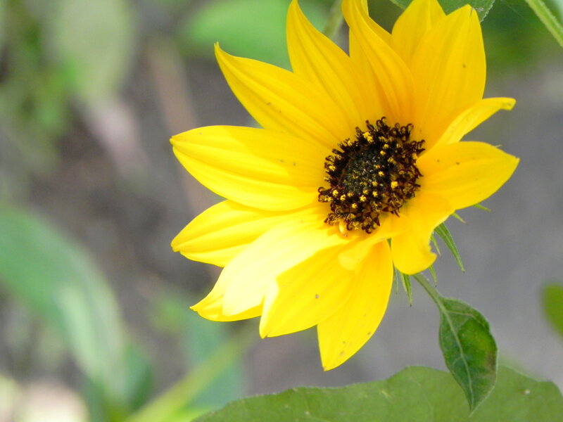 Yellow Sunflower Bloom — Calm, Afternoon