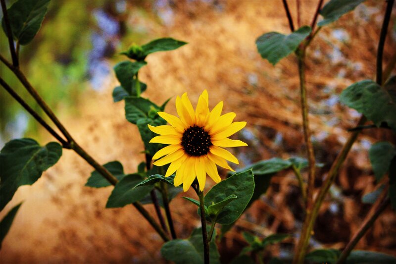 Yellow Sunflower Bloom — Calm, Autumn