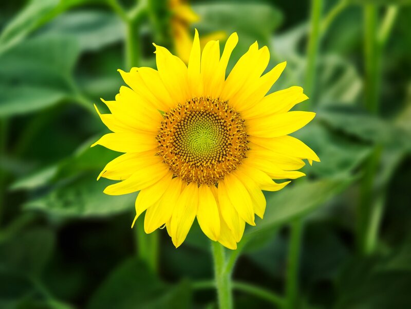 Yellow Sunflower Bloom — Calm, Summer, Photograph