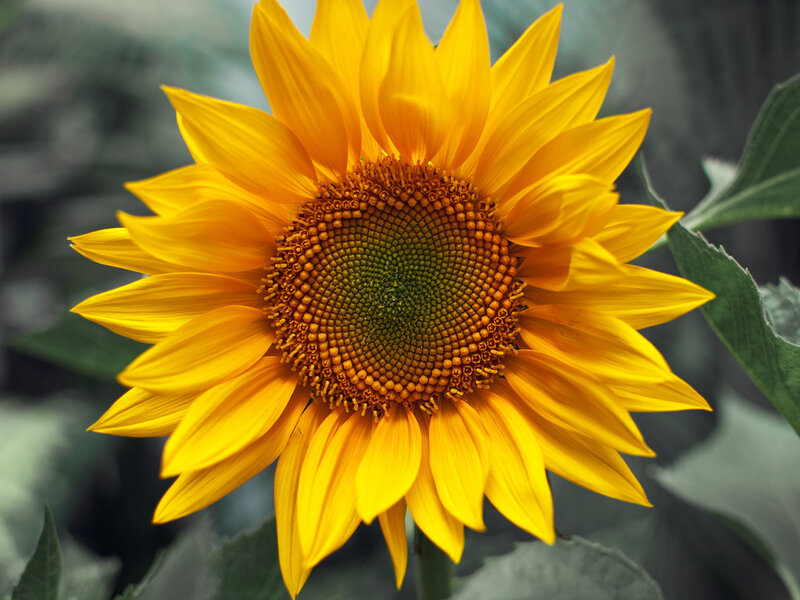 Yellow Sunflower Bloom — Calm, Summer