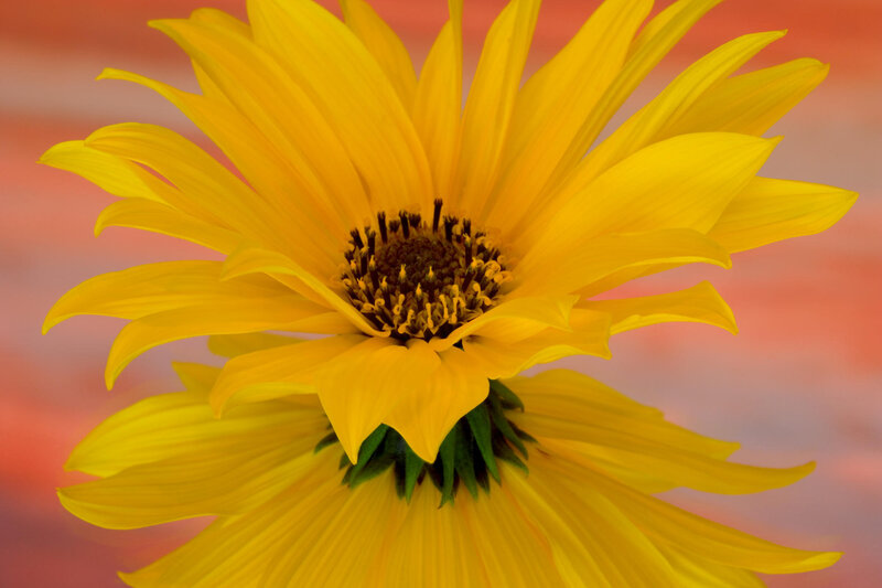 Yellow Sunflower Bloom — Calm, Sunset