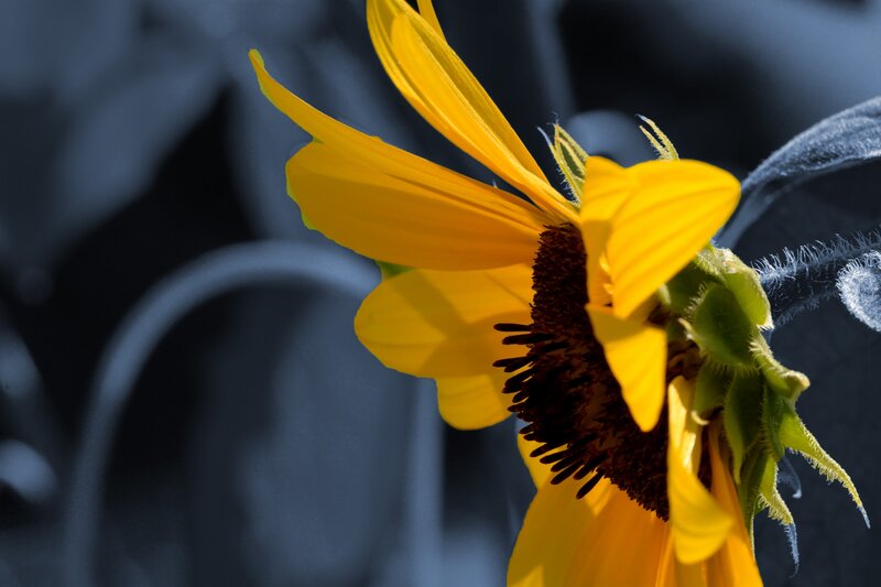 Yellow Sunflower Bloom — Dramatic, Afternoon