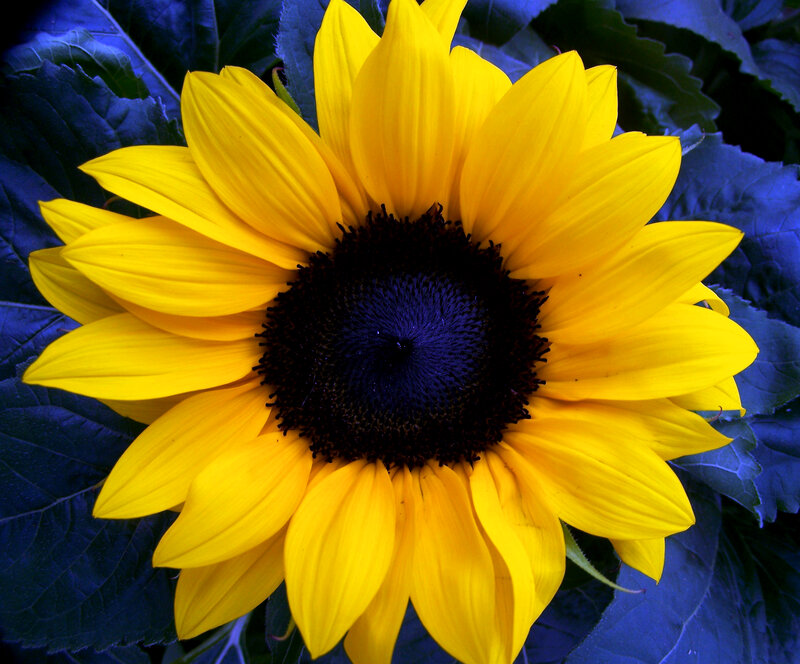 Yellow Sunflower Bloom — Dramatic