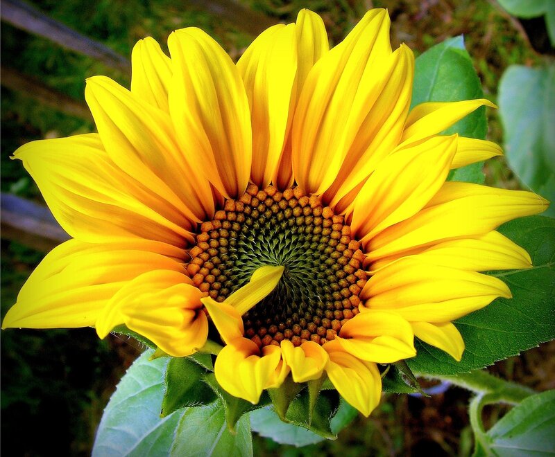 Yellow Sunflower Bloom — Natural, Afternoon