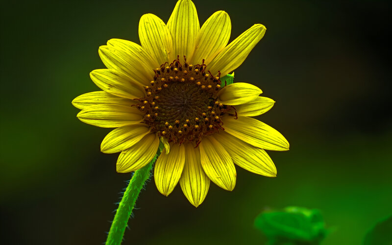 Yellow Sunflower Bloom — Natural, Photograph