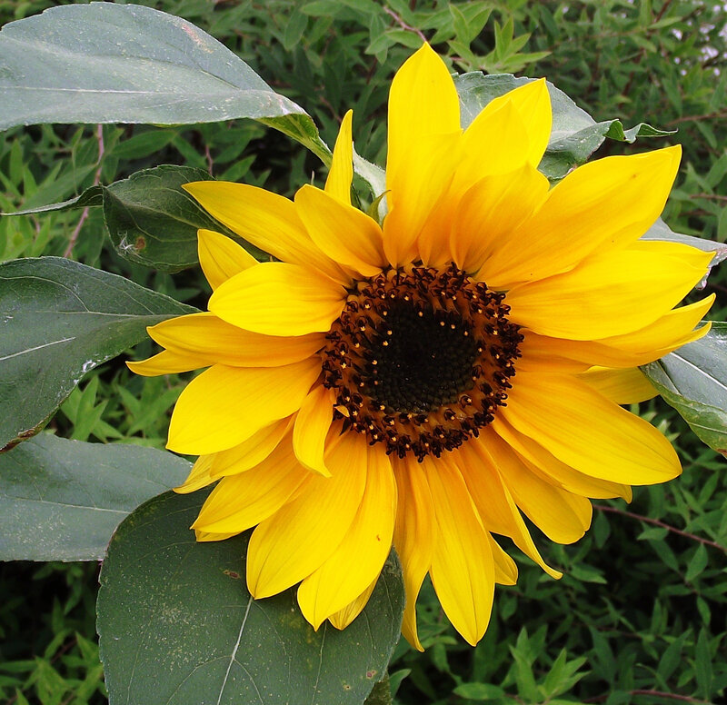 Yellow Sunflower Bloom — Natural, Summer