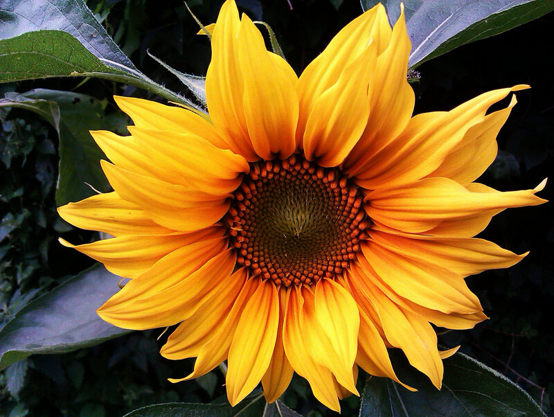 Yellow Sunflower Bloom — Natural
