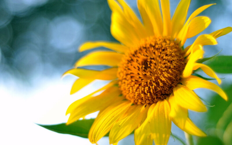 Yellow Sunflower Bloom — Serene, Afternoon, Photograph