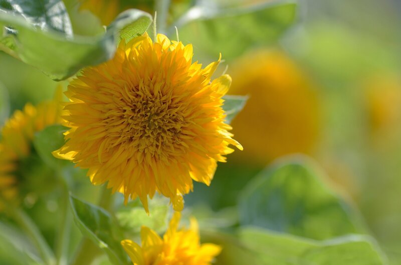 Yellow Sunflower Bloom — Serene, Afternoon