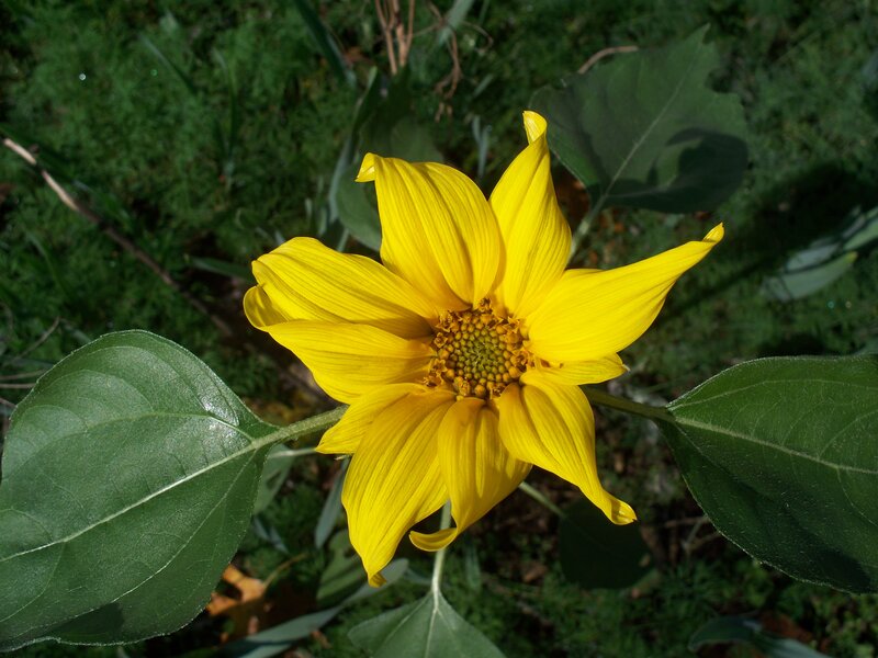 Yellow Sunflower Bloom — Serene