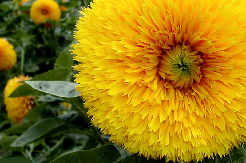 Yellow Sunflower Bloom