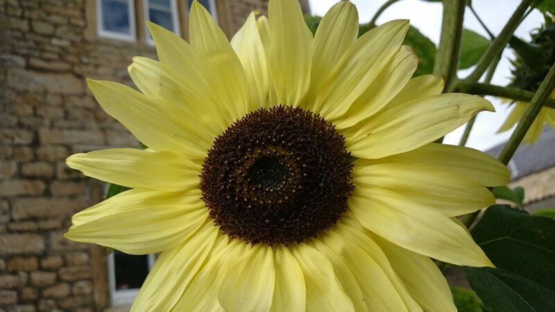 Yellow Sunflower — Calm, Afternoon, Photograph