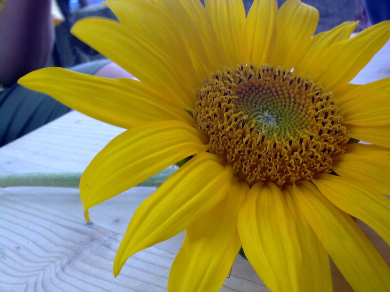 Yellow Sunflower — Calm, Afternoon